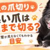 犬の爪切り、黒い爪はどこまで切る？