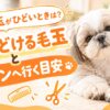 犬の毛玉がひどいときは？家でほどける毛玉とサロンへ行く目安